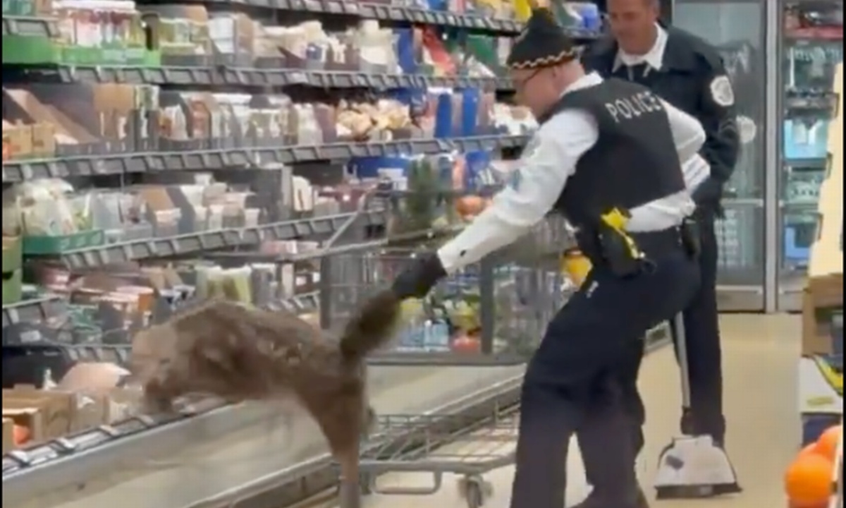 Police Discover Coyote Hiding in Refrigerated Produce Section at Chicago Aldi