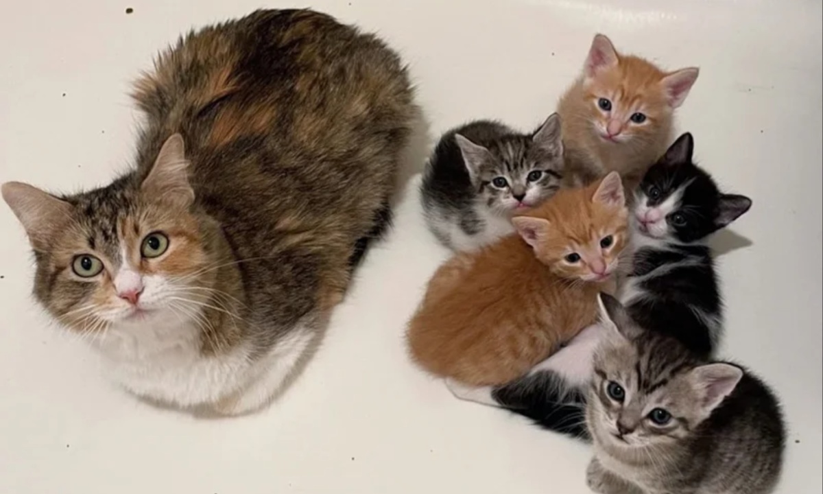 Rescue Kitten Tea Charms TikTok with Her Sweet Meows, Inspiring Pet Adoption Conversations