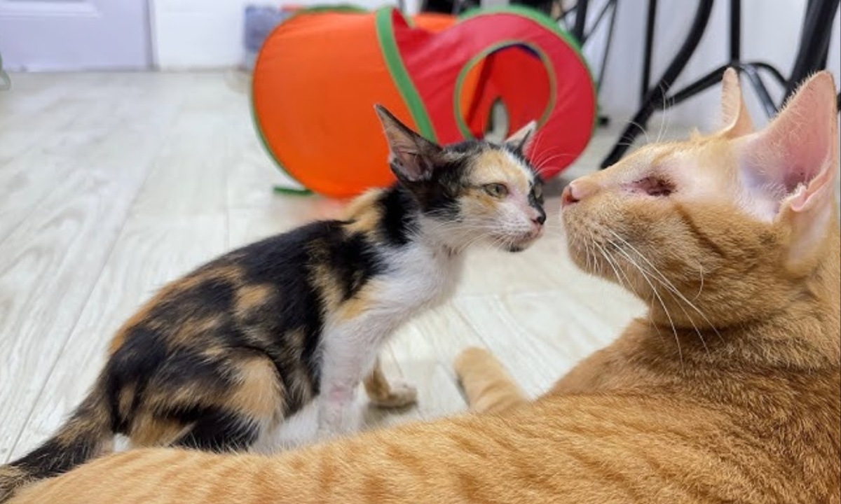 Rescue Kitten Tea Charms TikTok with Her Sweet Meows, Inspiring Pet Adoption Conversations