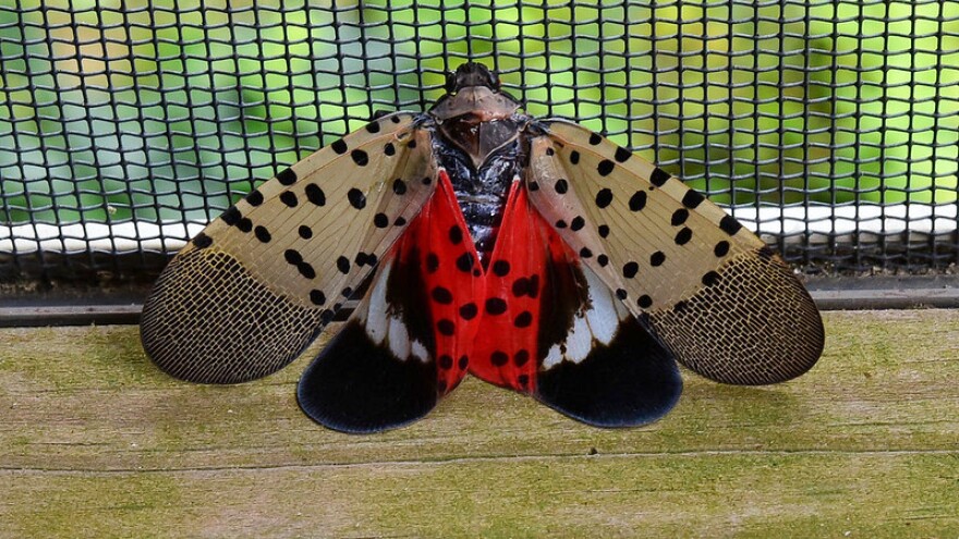 Spotted Lanternfly Puts New York Grape Industry at Risk with Millions in Projected Losses