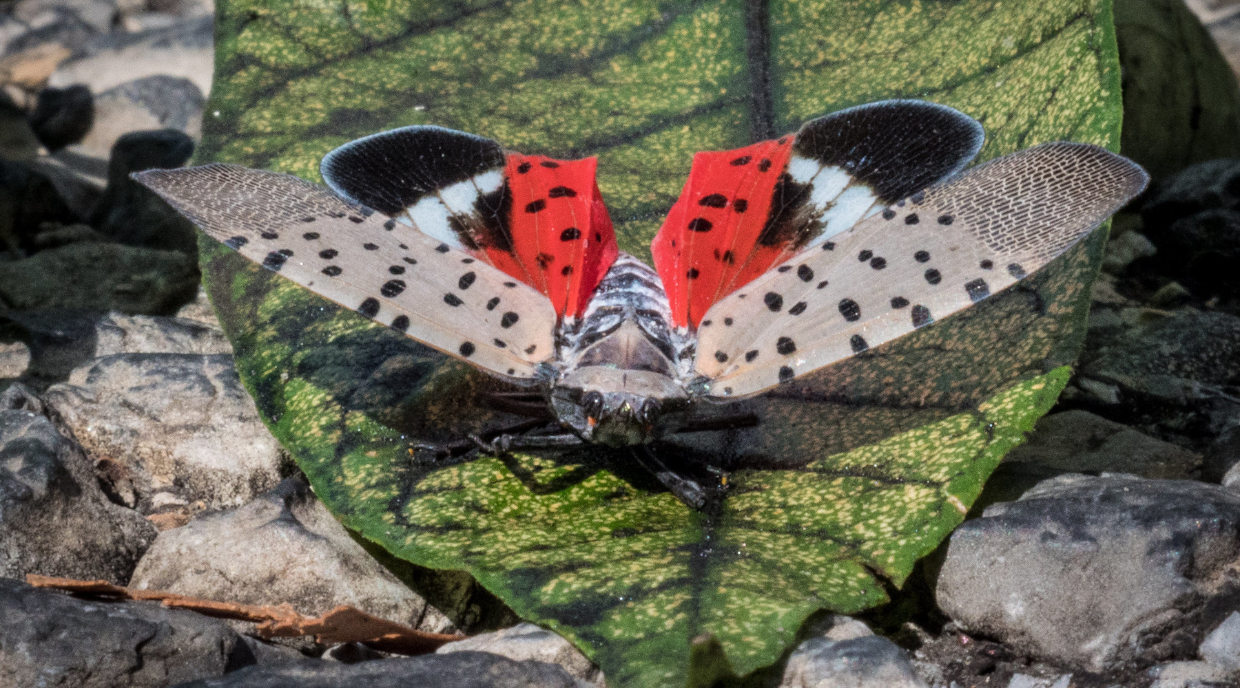 Spotted Lanternfly Puts New York Grape Industry at Risk with Millions in Projected Losses