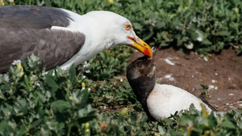 Citizen Science Project Tracks Gulls’ Changing Diets as Environmental Pressures Mount