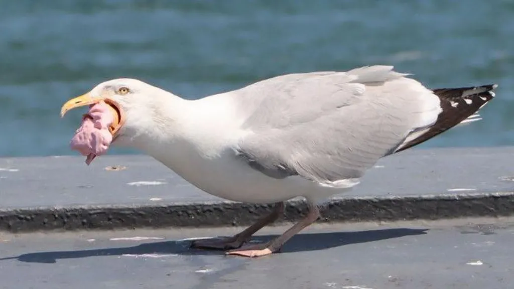 Citizen Science Project Tracks Gulls’ Changing Diets as Environmental Pressures Mount