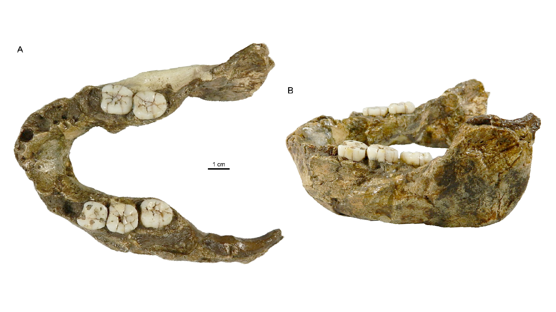 Newly Discovered Paranthropus Species Reveals a Weird Twist in Human Evolution