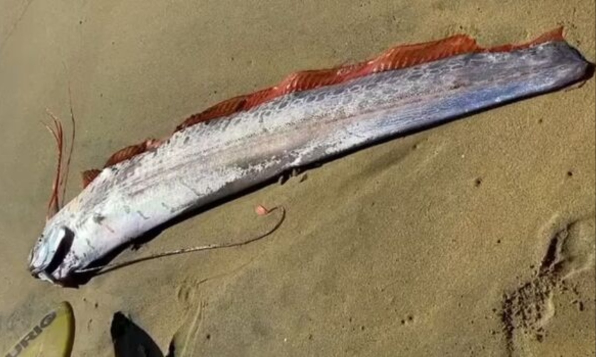 Oarfish Washes Ashore in Canary Islands, Igniting Earthquake Fears and Folklore Debates