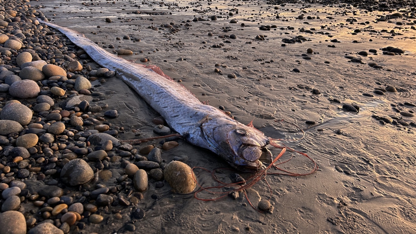 Oarfish Washes Ashore in Canary Islands, Igniting Earthquake Fears and Folklore Debates