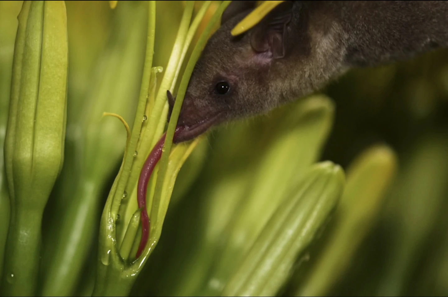 Saliva Analysis Confirms Endangered Mexican Long-Nosed Bats Migrate Through Arizona