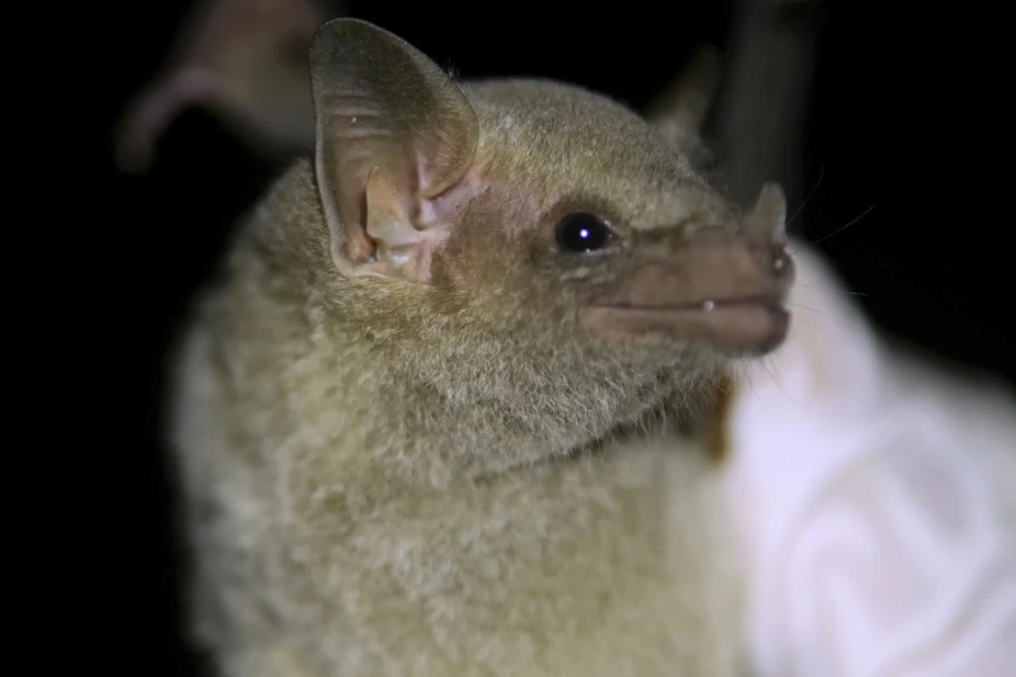 Saliva Analysis Confirms Endangered Mexican Long-Nosed Bats Migrate Through Arizona