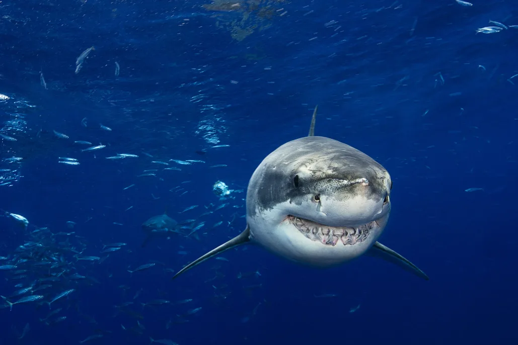 Scientists Investigate Mysterious Brain Inflammation Causing Deaths of Great White Sharks