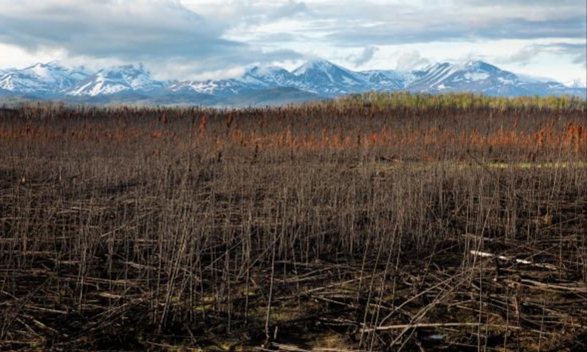 Unusual Winter Weather in Alaska Highlights Climate Change and the Resilience of Local Trees