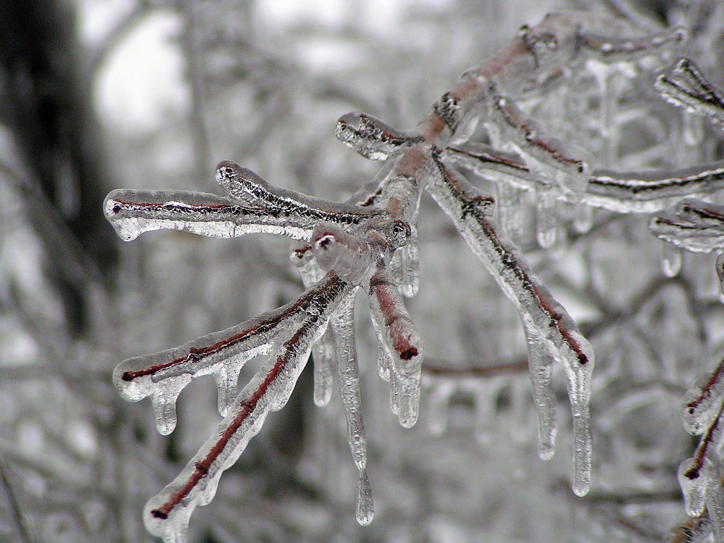 Unusual Winter Weather in Alaska Highlights Climate Change and the Resilience of Local Trees