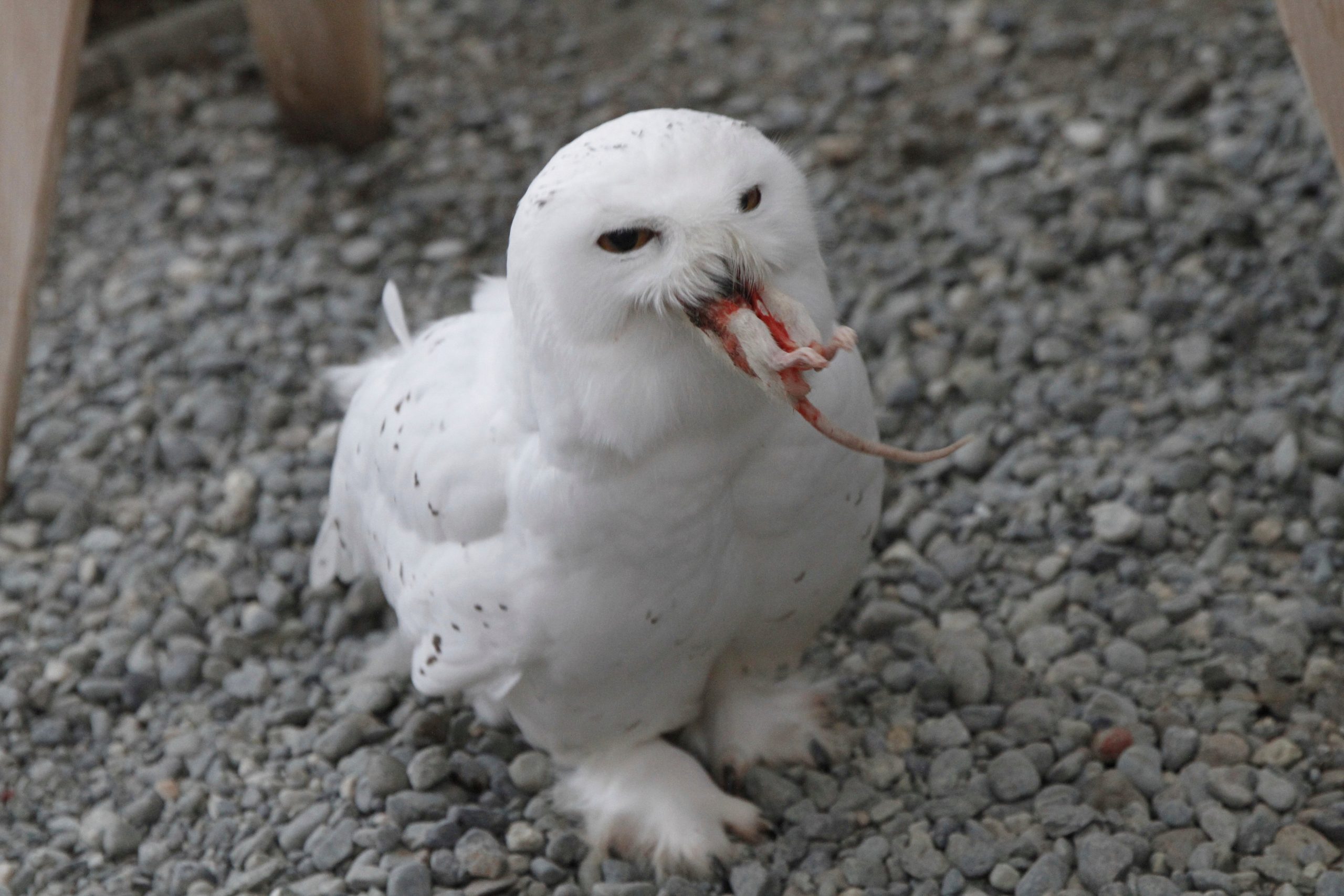 Zoos and Shelters Offer Hilarious Valentine’s Revenge by Feeding Exes’ Names to Animals